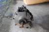 ajsmodel18crankcaseassembly_small.jpg